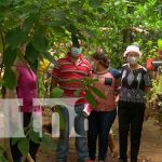 Conozca los frutos de la escuela de campo en  el  Distrito III, Managua Conozca los frutos de la escuela de campo en el Distrito III, Managua