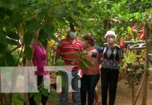 Conozca los frutos de la escuela de campo en el Distrito III, Managua Conozca los frutos de la escuela de campo en el Distrito III, Managua