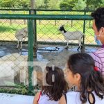 Nicaragua busca ampliar producción con Expo Feria Ovino-Caprino Exhibición de cabras en la Expo Feria Ovino Caprino en Nicaragua