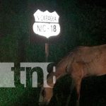 Ocupantes de carretón resultan lesionados al ser colisionados nicaragua, carazo, carreton, caballo, colision,