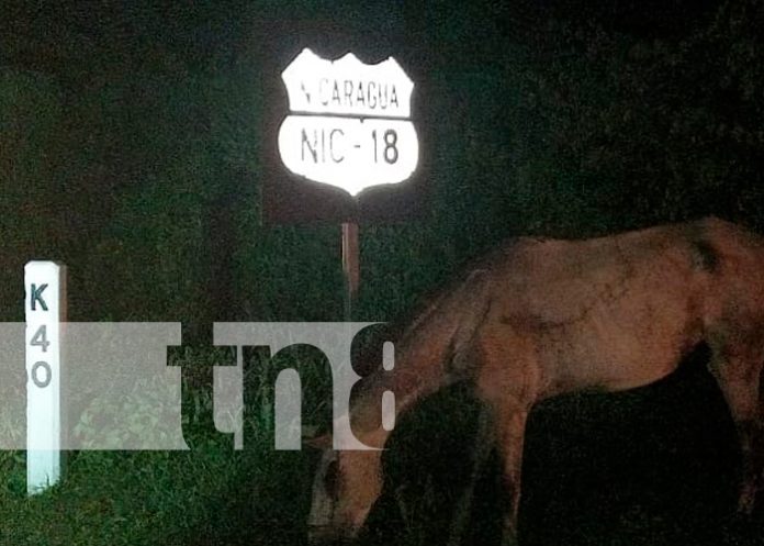 nicaragua, carazo, carreton, caballo, colision,