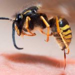 Las abejas enojadas producen un veneno más ‘letal’ Las abejas enojadas producen un veneno más 'letal'