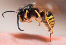 Las abejas enojadas producen un veneno más ‘letal’ Las abejas enojadas producen un veneno más 'letal'