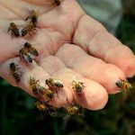 Anciano muere tras ataque de abejas en Puntarenas, Costa Rica Anciano muere tras ataque de abejas en Puntarenas, Costa Rica