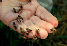 Anciano muere tras ataque de abejas en Puntarenas, Costa Rica Anciano muere tras ataque de abejas en Puntarenas, Costa Rica