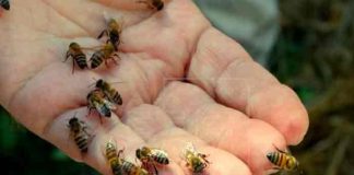 Anciano muere tras ataque de abejas en Puntarenas, Costa Rica