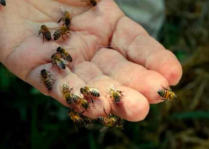 Anciano muere tras ataque de abejas en Puntarenas, Costa Rica