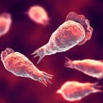 Mortal ameba comecerebro