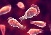 Infante muere por infectarse con ameba «comecerebros» Mortal ameba comecerebro