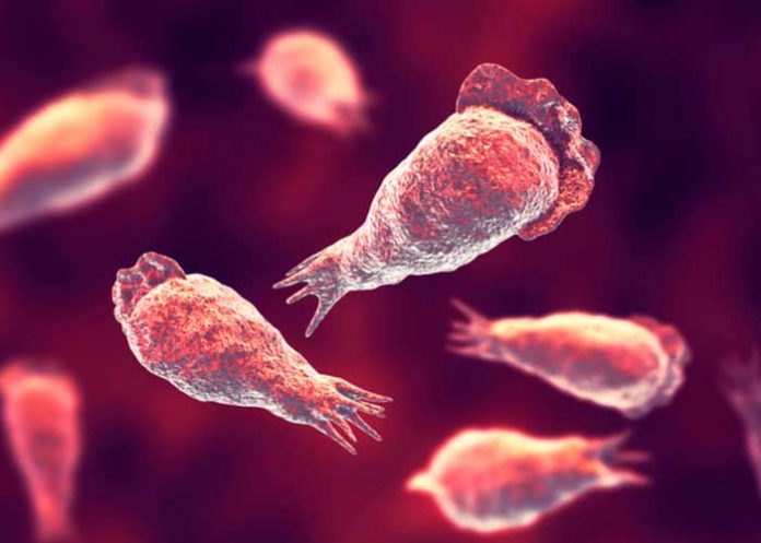 ameba Mortal ameba comecerebro