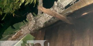 Colapsa techo de vivienda tras caída de un árbol el Somoto