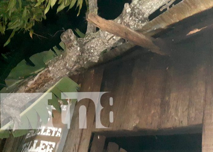 Colapsa techo de vivienda tras caída de un árbol el Somoto