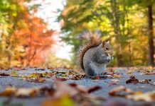 Advierten del riesgo de peste en California en ardillas infectadas Advierten del riesgo de peste en California en ardillas infectadas / FOTO / Pixabay