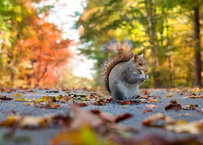 Advierten del riesgo de peste en California en ardillas infectadas / FOTO / Pixabay