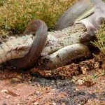 ¡De película! Pitón se come a un cocodrilo entero (video)