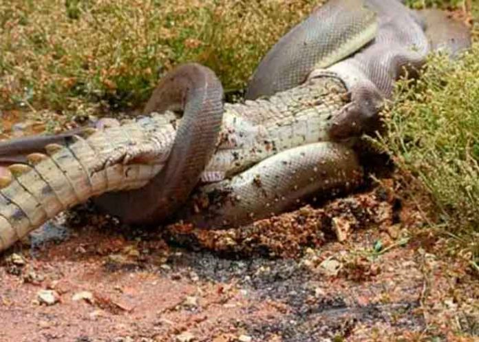 ¡De película! Pitón se come a un cocodrilo entero (video)