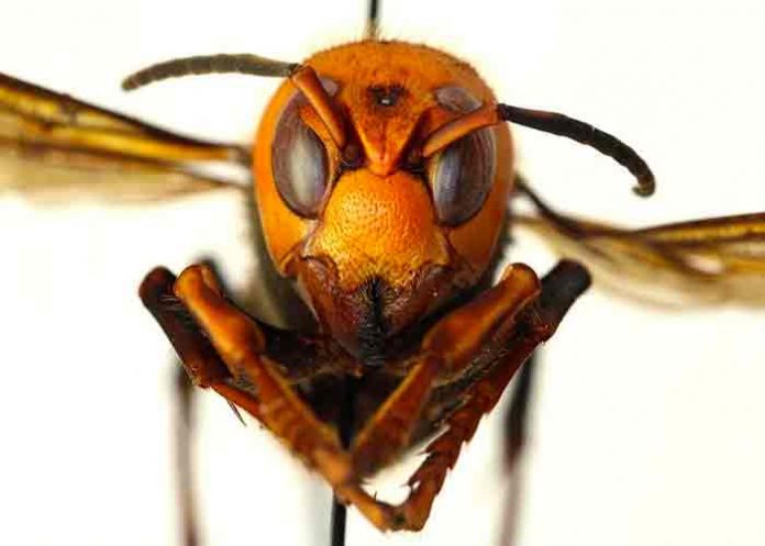 avispon-asesino- Por primera vez localizan un 'avispón asesino' vivo en Estados Unidos