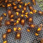 Destruyen el primer nido de avispones asiáticos del 2021 en EE.UU Destruyen el primer nido de avispones asiáticos del 2021 en EE.UU