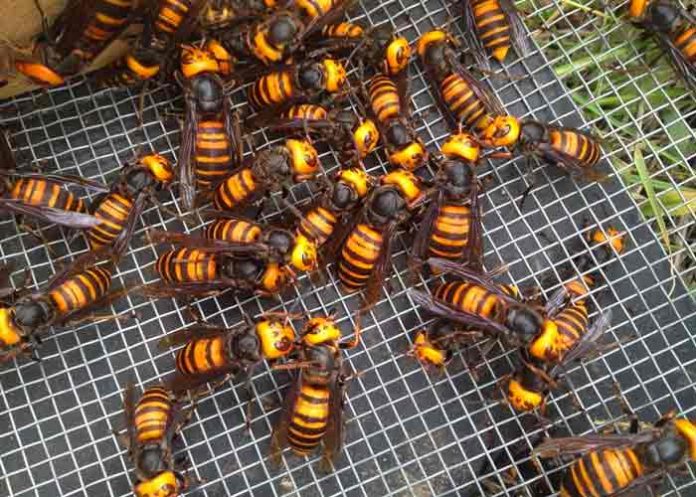 Destruyen el primer nido de avispones asiáticos del 2021 en EE.UU