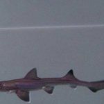 Nace un tiburón «milagroso» de una madre ‘virgen’ Nace un tiburón "milagroso" de una madre 'virgen'