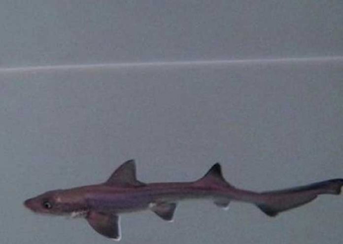 babu Nace un tiburón