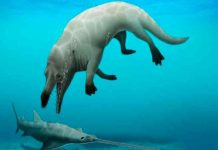 Científicos egipcios descubren nueva especie de ballena de cuatro patas Científicos egipcios descubren nueva especie de ballena de cuatro patas