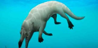 Científicos egipcios descubren nueva especie de ballena de cuatro patas