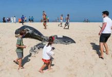 Enorme ballena jorobada aparece muerta en una playa de Brasil