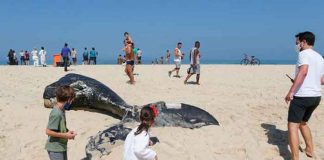Enorme ballena jorobada aparece muerta en una playa de Brasil
