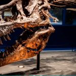 Descubren un fósil de ballena con patas de hace 43 millones de años Descubren un fósil de ballena con patas de hace 43 millones de años.