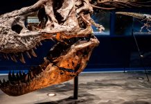 Descubren un fósil de ballena con patas de hace 43 millones de años Descubren un fósil de ballena con patas de hace 43 millones de años.
