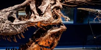 Descubren un fósil de ballena con patas de hace 43 millones de años.