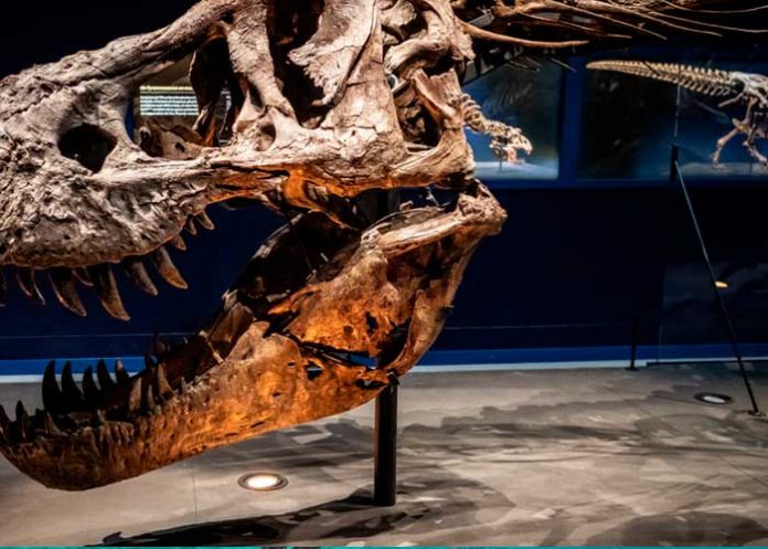 Descubren un fósil de ballena con patas de hace 43 millones de años.