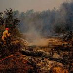 Más de 261.000 hectáreas quemadas en el Pantanal brasileño Bombero trabaja para sofocar un incendio forestal