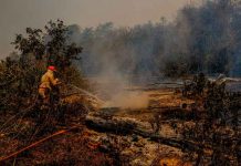Más de 261.000 hectáreas quemadas en el Pantanal brasileño Bombero trabaja para sofocar un incendio forestal