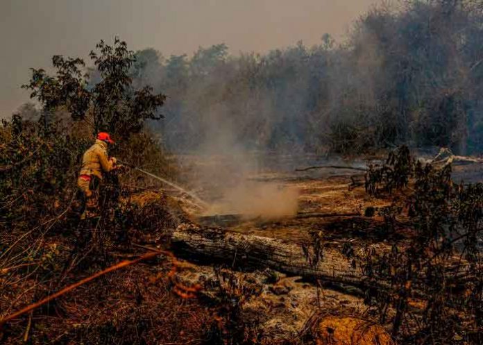 barasil1 Bombero trabaja para sofocar un incendio forestal