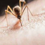 Pican a quien tiene más microbios: Estas son cosas que no sabías sobre el mosquito Increíbles detalles que no sabías sobre el mosquito