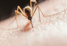 Pican a quien tiene más microbios: Estas son cosas que no sabías sobre el mosquito Increíbles detalles que no sabías sobre el mosquito
