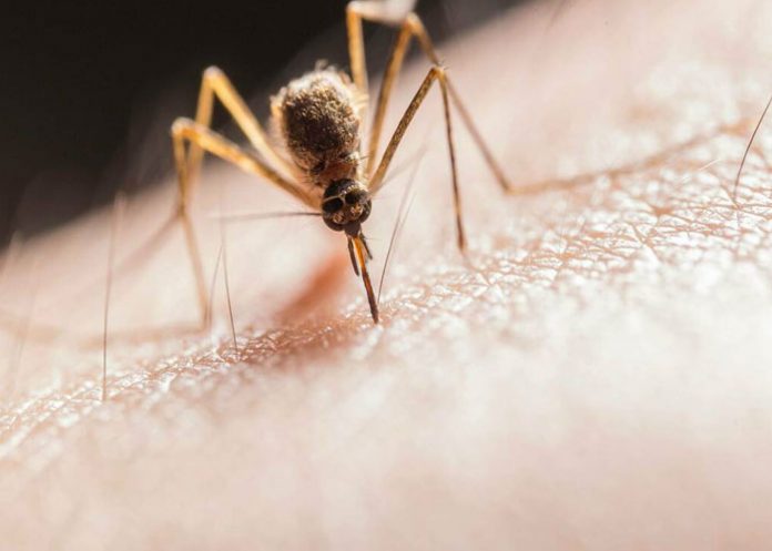 Increíbles detalles que no sabías sobre el mosquito