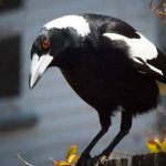 Muere una bebé tras ser atacada por una urraca en Australia