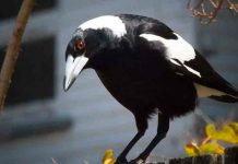 Muere una bebé tras ser atacada por una urraca en Australia