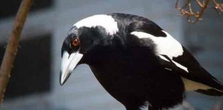 Muere una bebé tras ser atacada por una urraca en Australia