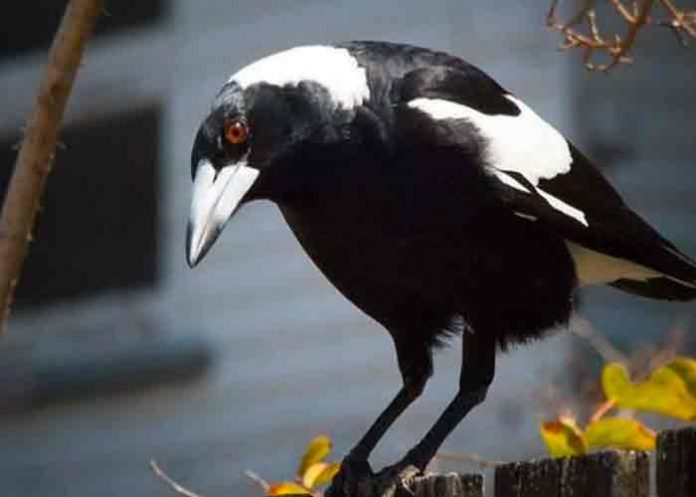 Muere una bebé tras ser atacada por una urraca en Australia
