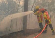Bomberos combaten incendios en un monte de pino en Grecia