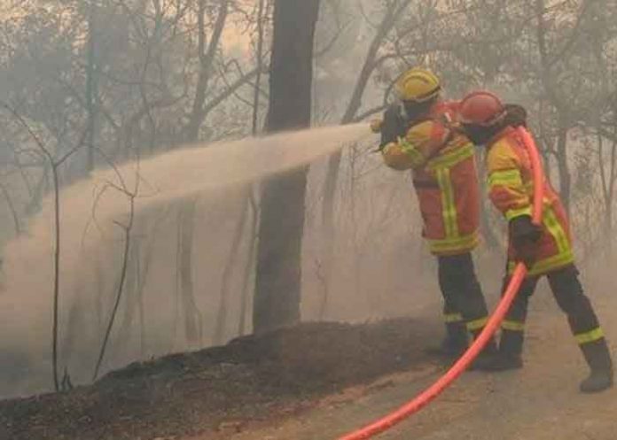 bomberos Bomberos combaten incendios en un monte de pino en Grecia