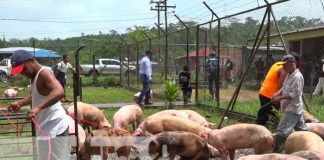 Bonos porcinos para la seguridad alimentaria del Caribe Norte