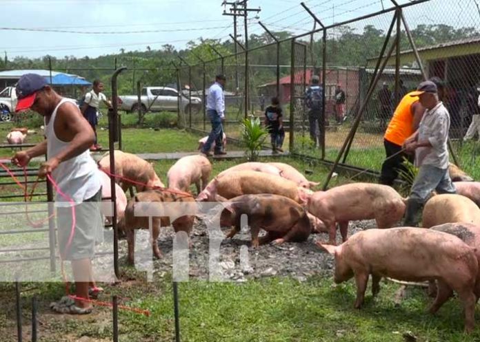 bonos-caribe-01 Bonos porcinos para la seguridad alimentaria del Caribe Norte