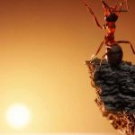 Las hormigas viajan al espacio en el reciente vuelo de SpaceX Las hormigas viajan al espacio en el reciente vuelo de SpaceX