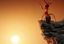 Las hormigas viajan al espacio en el reciente vuelo de SpaceX Las hormigas viajan al espacio en el reciente vuelo de SpaceX