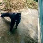 Chimpancé da 'catedra' de como se hace una rutina de 'lagartijas'